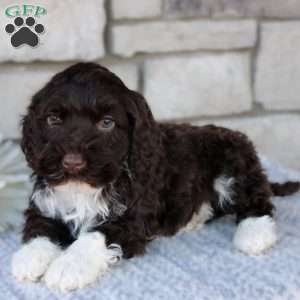 Bonnie, Portuguese Water Dog Puppy