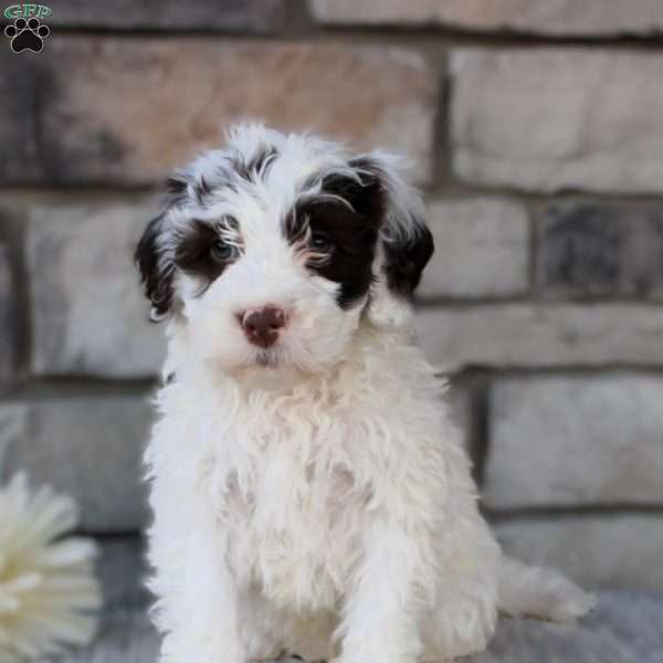 Tracker, Portuguese Water Dog Puppy