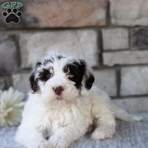 Tracker, Portuguese Water Dog Puppy