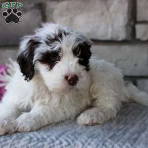 Tracker, Portuguese Water Dog Puppy