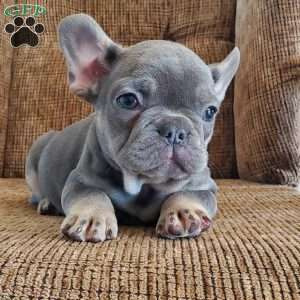 Danae, French Bulldog Puppy