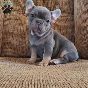 Danae, French Bulldog Puppy