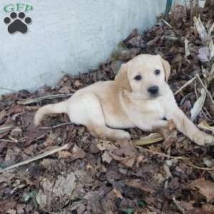 Kate, Black Labrador Retriever Puppy