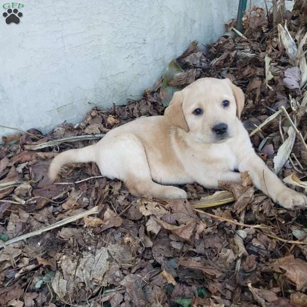 Kate, Yellow Labrador Retriever Puppy