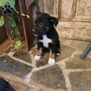 Star, German Shepherd Mix Puppy