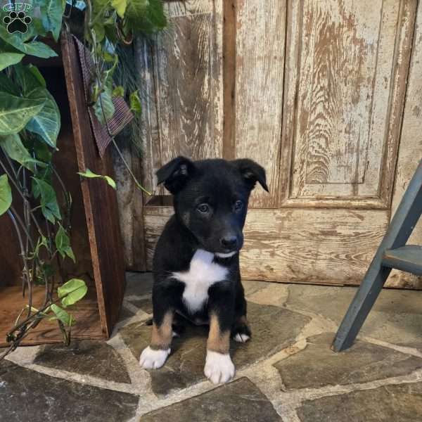 Star, German Shepherd Mix Puppy