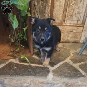 Poppy, German Shepherd Mix Puppy