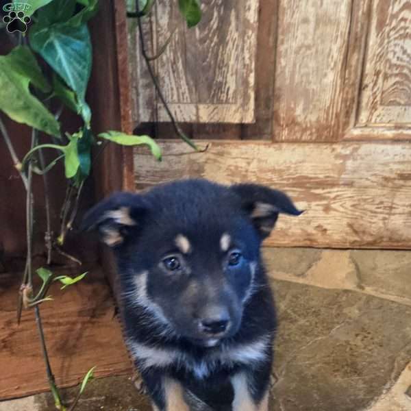 Poppy, German Shepherd Mix Puppy