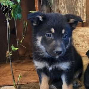 Poppy, German Shepherd Mix Puppy