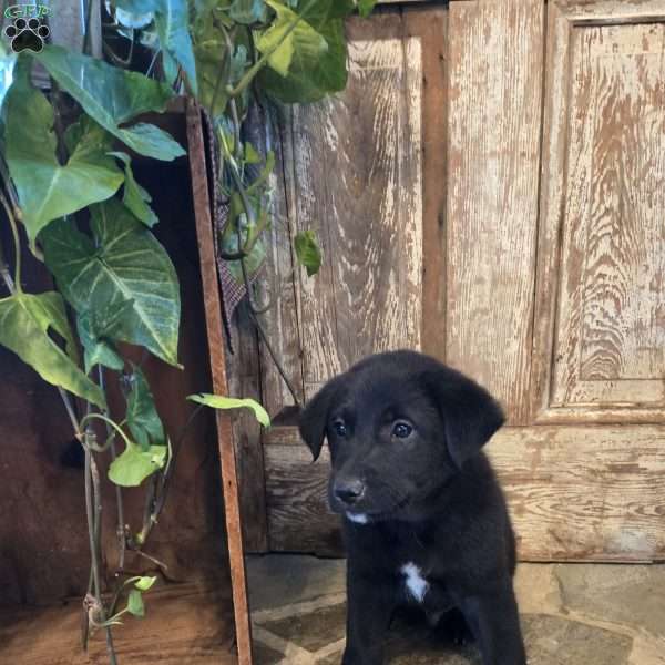 Bear, German Shepherd Mix Puppy