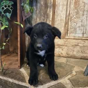 Duke, German Shepherd Mix Puppy