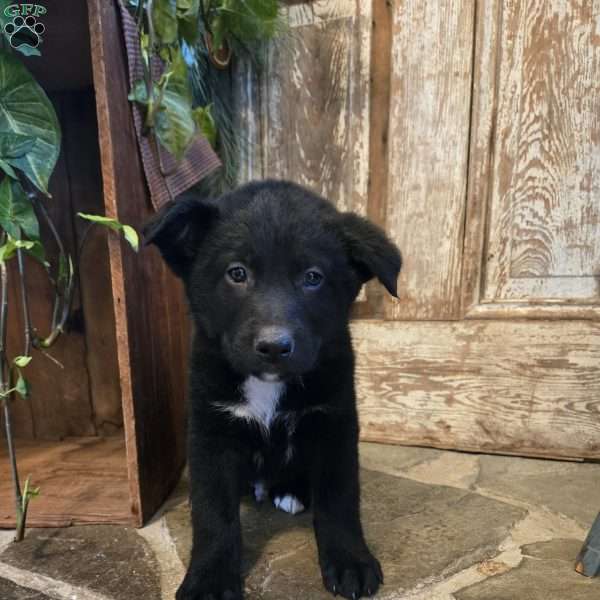 Duke, German Shepherd Mix Puppy