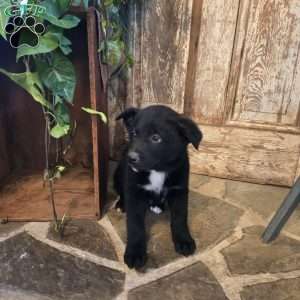 Duke, German Shepherd Mix Puppy