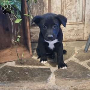 Oscar, German Shepherd Mix Puppy