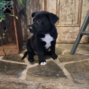 Oscar, German Shepherd Mix Puppy