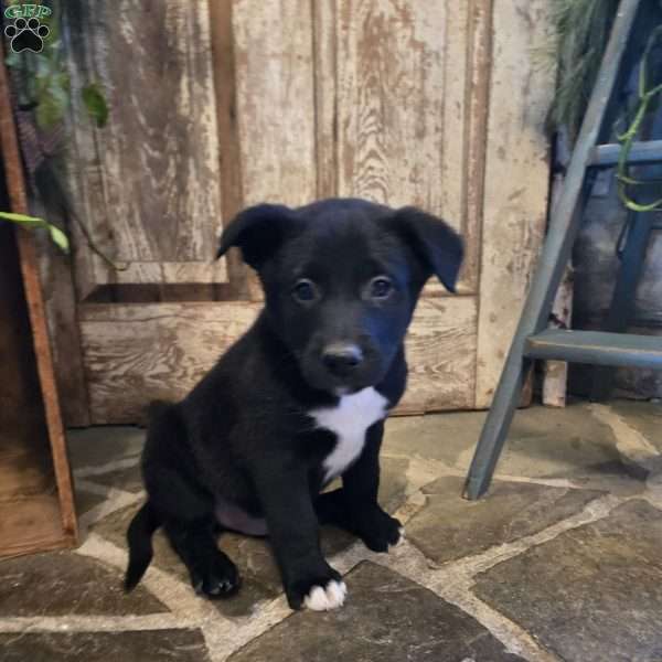 Oscar, German Shepherd Mix Puppy