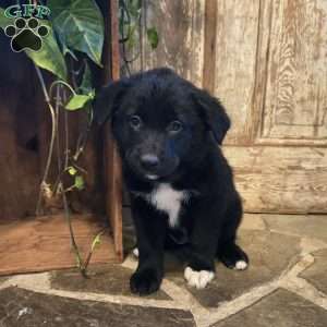 Chloe, German Shepherd Mix Puppy