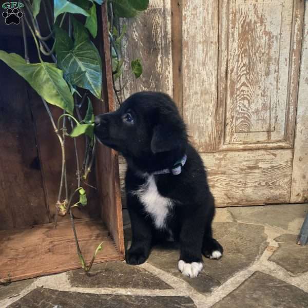 Chloe, German Shepherd Mix Puppy