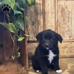 Chloe, German Shepherd Mix Puppy