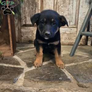 Rowan, German Shepherd Mix Puppy