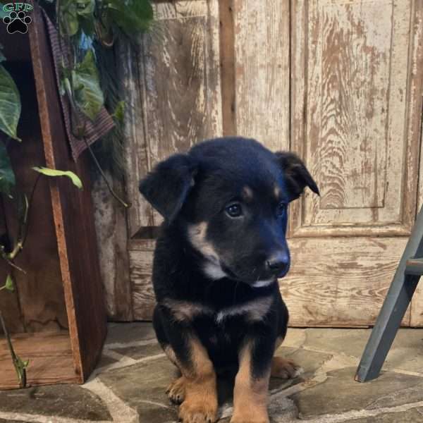 Rowan, German Shepherd Mix Puppy