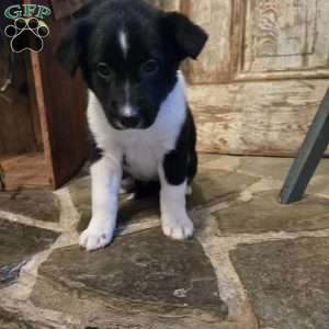 Sky, German Shepherd Mix Puppy