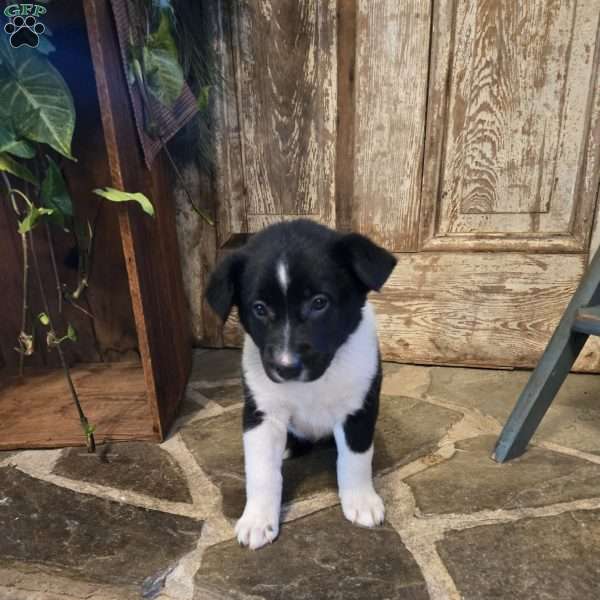 Sky, German Shepherd Mix Puppy