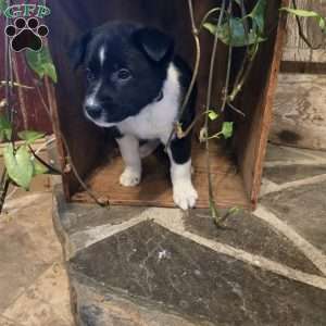 Sky, German Shepherd Mix Puppy