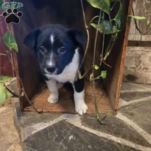 Sky, German Shepherd Mix Puppy