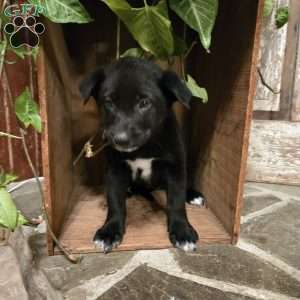 Niko, German Shepherd Mix Puppy