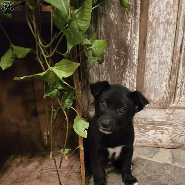 Niko, German Shepherd Mix Puppy