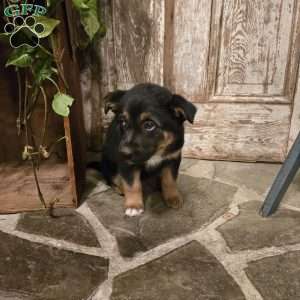 Espresso, German Shepherd Mix Puppy