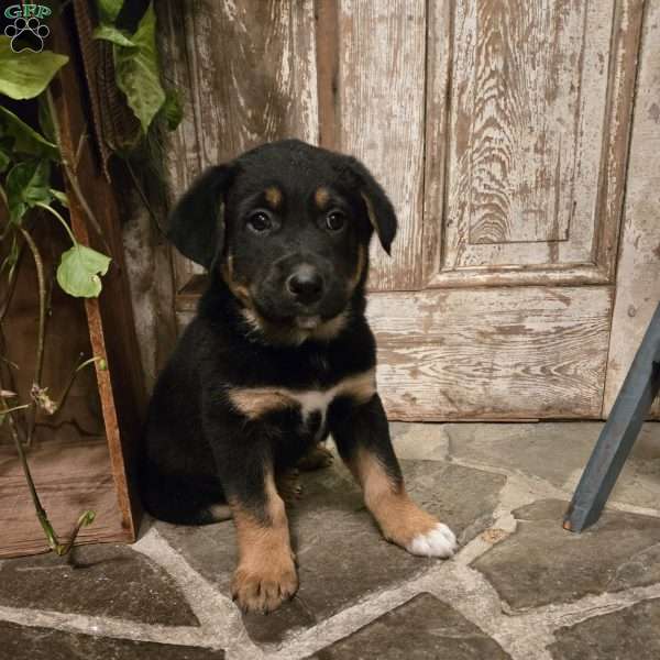 Leo, German Shepherd Mix Puppy