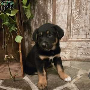 Leo, German Shepherd Mix Puppy