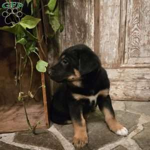 Leo, German Shepherd Mix Puppy