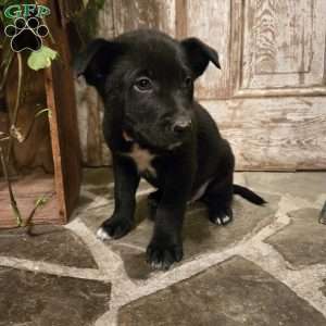 Chester, German Shepherd Mix Puppy