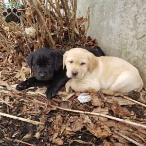 Tom, Yellow Labrador Retriever Puppy