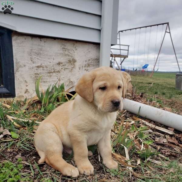 Henry, Yellow Labrador Retriever Puppy