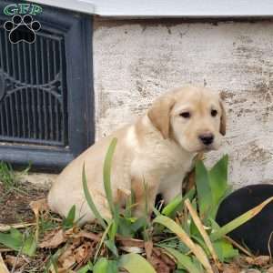 Tom, Yellow Labrador Retriever Puppy