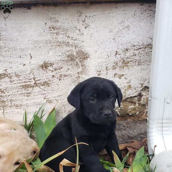 Mike, Yellow Labrador Retriever Puppy