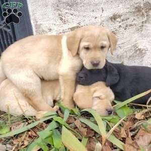 Henry, Yellow Labrador Retriever Puppy