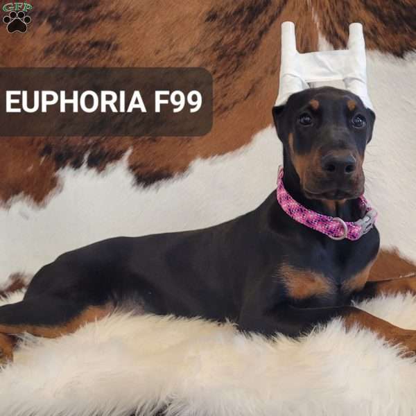EUPHORIA, Doberman Pinscher Puppy