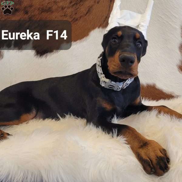 EUREKA, Doberman Pinscher Puppy