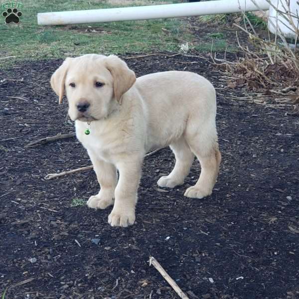 Tom, Yellow Labrador Retriever Puppy