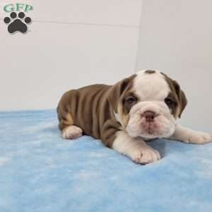 Ed, English Bulldog Puppy