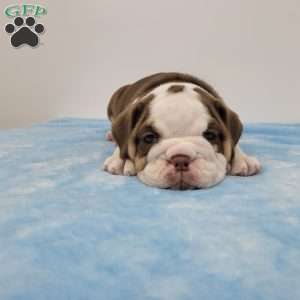 Ed, English Bulldog Puppy