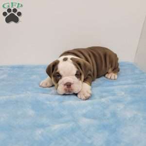 Ed, English Bulldog Puppy