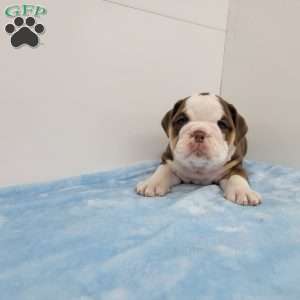 Ed, English Bulldog Puppy