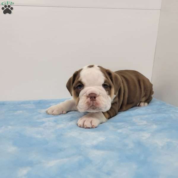 Ed, English Bulldog Puppy