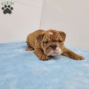 Eldon, English Bulldog Puppy